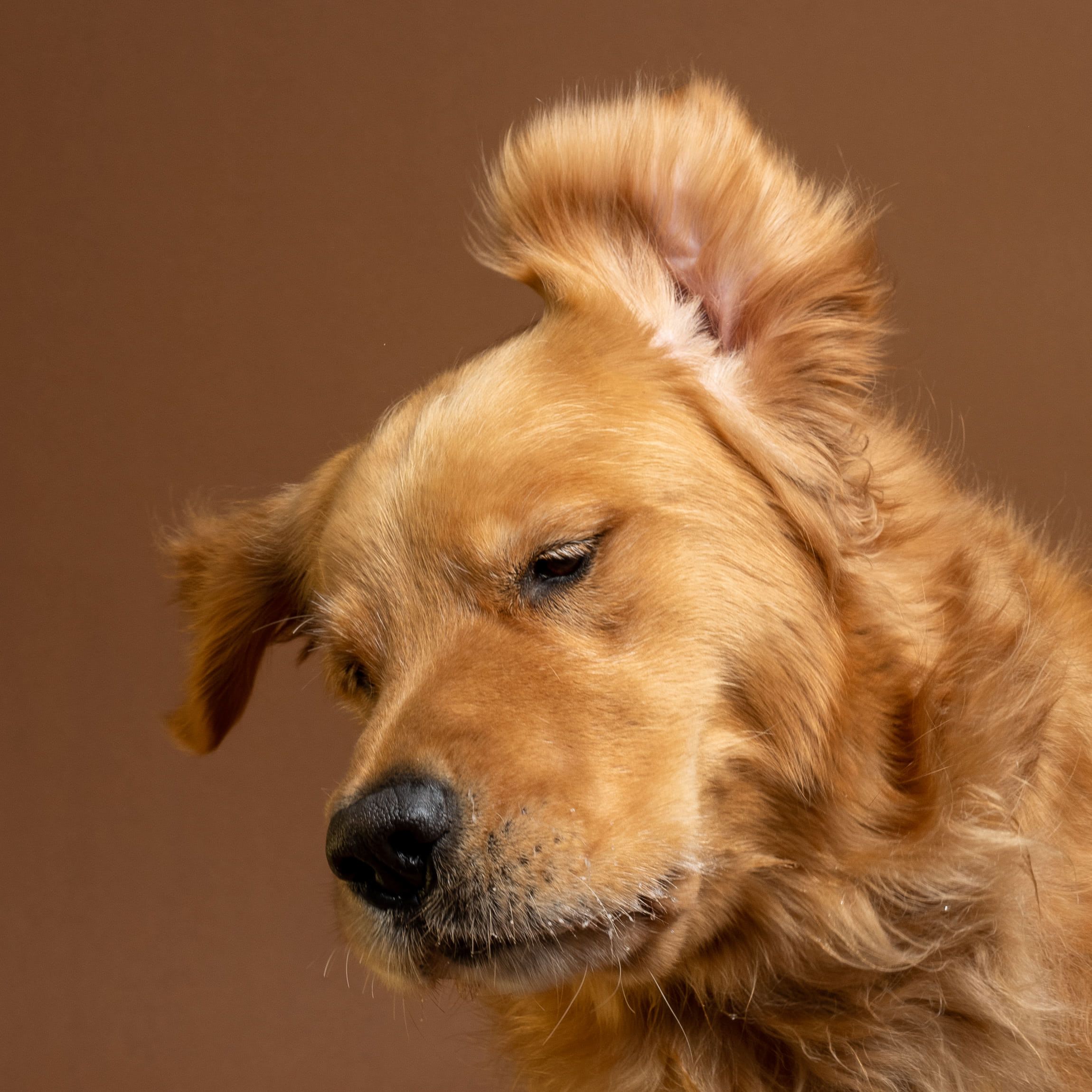Graham golden retriever ear flip ears out