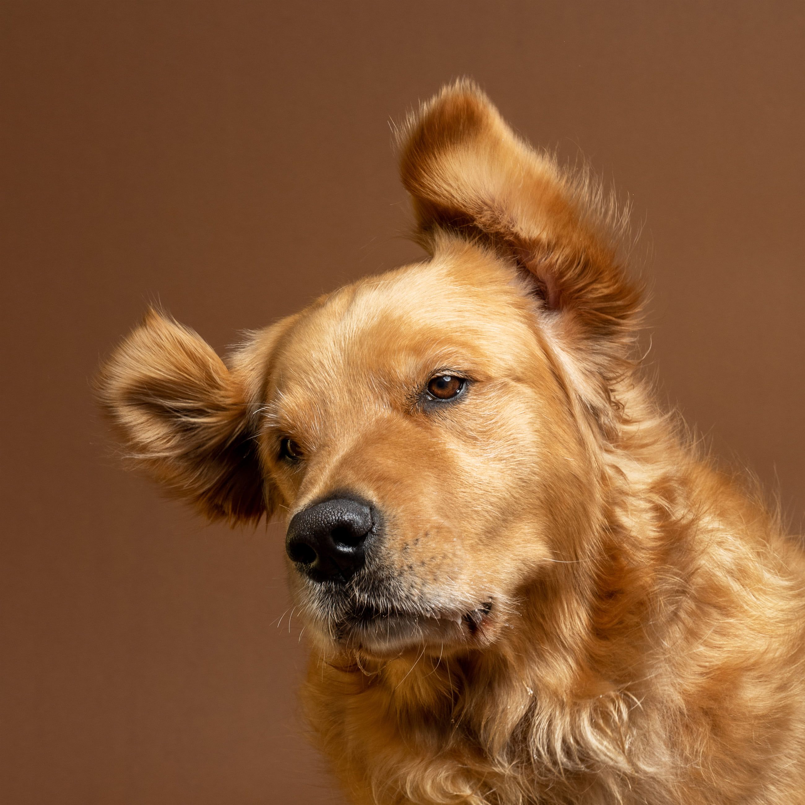 Graham golden retriever ear flip